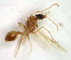 Aphaenogaster megommata by (c) Jason Eckberg, some rights reserved (CC BY), uploaded by Jason Eckberg. Used under a CC-BY license.