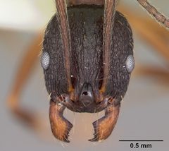 Aphaenogaster picea by (c) April Nobile, some rights reserved (CC BY). Used under a CC-BY license.