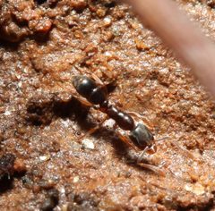Hypoponera opacior by (c) Zachary Dankowicz, some rights reserved (CC BY), uploaded by Zachary Dankowicz. Used under a CC-BY license.