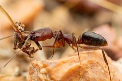Odontomachus desertorum by (c) Jake Nitta, some rights reserved (CC BY), uploaded by Jake Nitta. Used under a CC-BY license.