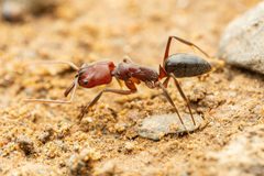 Odontomachus desertorum by (c) Jake Nitta, some rights reserved (CC BY), uploaded by Jake Nitta. Used under a CC-BY license.