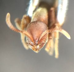 Proceratium chickasaw by (c) Raven Dandridge, some rights reserved (CC BY), uploaded by Raven Dandridge. Used under a CC-BY license.