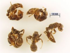 Pseudomyrmex elongatus by (c) Kyle Van Houtan, some rights reserved (CC BY), uploaded by Kyle Van Houtan. Used under a CC-BY license.