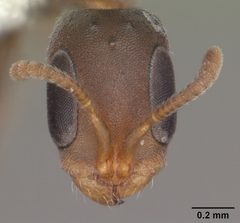 Pseudomyrmex elongatus by (c) April Nobile, some rights reserved (CC BY). Used under a CC-BY license.