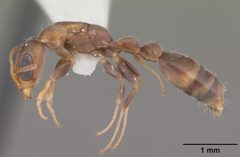 Pseudomyrmex elongatus by (c) April Nobile, some rights reserved (CC BY). Used under a CC-BY license.