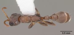 Pseudomyrmex elongatus by (c) April Nobile, some rights reserved (CC BY). Used under a CC-BY license.