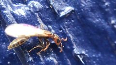 Pseudomyrmex elongatus by (c) Raven Dandridge, some rights reserved (CC BY), uploaded by Raven Dandridge. Used under a CC-BY license.