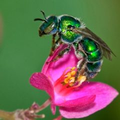 Augochloropsis metallica by (c) Jim McCulloch, some rights reserved (CC BY). Used under a CC-BY license.