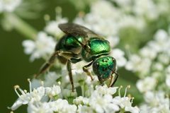 Augochloropsis metallica by (c) Amy Schnebelin, some rights reserved (CC BY), uploaded by Amy Schnebelin. Used under a CC-BY license.