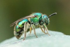 Augochloropsis metallica by (c) Amy Schnebelin, some rights reserved (CC BY), uploaded by Amy Schnebelin. Used under a CC-BY license.