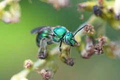 Augochloropsis metallica by (c) Amy Schnebelin, some rights reserved (CC BY), uploaded by Amy Schnebelin. Used under a CC-BY license.