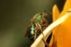 Pseudaugochlora by (c) Bruno Henrique Aranda, some rights reserved (CC BY), uploaded by Bruno Henrique Aranda. Used under a CC-BY license.