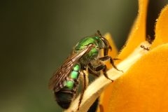 Pseudaugochlora by (c) Bruno Henrique Aranda, some rights reserved (CC BY), uploaded by Bruno Henrique Aranda. Used under a CC-BY license.