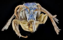 Agapostemon coloradinus by no rights reserved, uploaded by USGS Bee Inventory and Monitoring Lab. Used under a CC0 license.