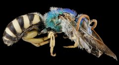 Agapostemon coloradinus by no rights reserved, uploaded by USGS Bee Inventory and Monitoring Lab. Used under a CC0 license.
