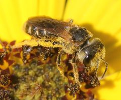 Halictus poeyi by (c) Even Dankowicz, some rights reserved (CC BY), uploaded by Even Dankowicz. Used under a CC-BY license.