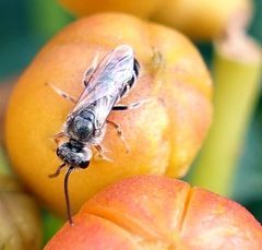 Halictus tripartitus by (c) Catherine C. Galley, some rights reserved (CC BY), uploaded by Catherine C. Galley. Used under a CC-BY license.