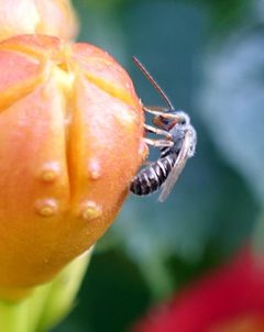 Halictus tripartitus by (c) Catherine C. Galley, some rights reserved (CC BY), uploaded by Catherine C. Galley. Used under a CC-BY license.