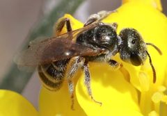 Halictus tripartitus by (c) Catherine C. Galley, some rights reserved (CC BY), uploaded by Catherine C. Galley. Used under a CC-BY license.