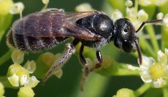 Halictus tripartitus by (c) Catherine C. Galley, some rights reserved (CC BY), uploaded by Catherine C. Galley. Used under a CC-BY license.