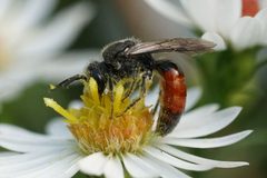Sphecodes davisii by (c) Amy Schnebelin, some rights reserved (CC BY), uploaded by Amy Schnebelin. Used under a CC-BY license.