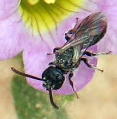 Rophitinae by (c) Catherine C. Galley, some rights reserved (CC BY), uploaded by Catherine C. Galley. Used under a CC-BY license.