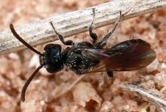 Sphecodosoma by (c) Catherine C. Galley, some rights reserved (CC BY), uploaded by Catherine C. Galley. Used under a CC-BY license.