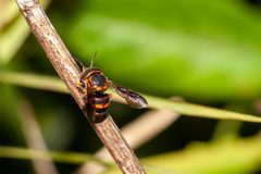 Anthidiellum perplexum by (c) Richard Stovall, some rights reserved (CC BY), uploaded by Richard Stovall. Used under a CC-BY license.