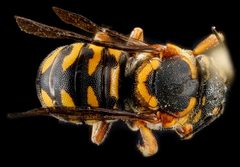 Dianthidium curvatum by (c) USGS Bee Inventory and Monitoring Lab, some rights reserved (CC BY). Used under a CC-BY license.