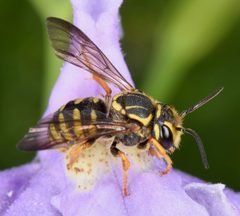 Paranthidium jugatorium by (c) skitterbug, some rights reserved (CC BY), uploaded by skitterbug. Used under a CC-BY license.