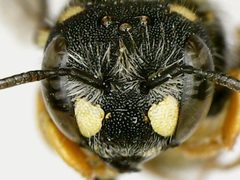 Pseudoanthidium nanum by (c) bdagley, some rights reserved (CC BY), uploaded by bdagley. Used under a CC-BY license.