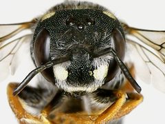 Pseudoanthidium nanum by (c) bdagley, some rights reserved (CC BY), uploaded by bdagley. Used under a CC-BY license.