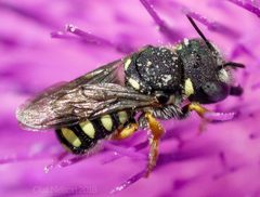 Pseudoanthidium nanum by (c) moxostoma, some rights reserved (CC BY), uploaded by moxostoma. Used under a CC-BY license.