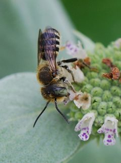 Megachile rotundata by (c) John Baker, some rights reserved (CC BY). Used under a CC-BY license.
