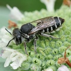 Megachile rotundata by (c) Amy Schnebelin, some rights reserved (CC BY), uploaded by Amy Schnebelin. Used under a CC-BY license.