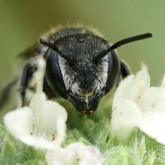 Megachile rotundata by (c) Amy Schnebelin, some rights reserved (CC BY), uploaded by Amy Schnebelin. Used under a CC-BY license.