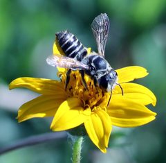 Megachile zaptlana by (c) Susan Blayney, some rights reserved (CC BY), uploaded by Susan Blayney. Used under a CC-BY license.