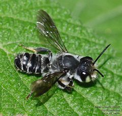 Megachile zaptlana by (c) John Rosford, some rights reserved (CC BY), uploaded by John Rosford. Used under a CC-BY license.