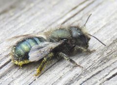 Osmia lignaria propinqua by no rights reserved, uploaded by Steve Wells. Used under a CC0 license.