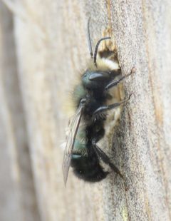 Osmia lignaria propinqua by no rights reserved, uploaded by Steve Wells. Used under a CC0 license.