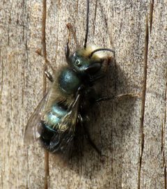 Osmia lignaria propinqua by no rights reserved, uploaded by Steve Wells. Used under a CC0 license.