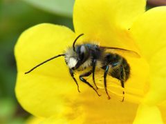 Osmia ribifloris ribifloris by (c) Annika Lindqvist, some rights reserved (CC BY), uploaded by Annika Lindqvist. Used under a CC-BY license.