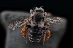 Melitta by (c) USGS Native Bee Inventory and Monitoring Laboratory, some rights reserved (CC BY). Used under a CC-BY license.