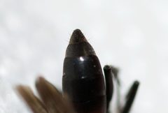 Ammosphex michiganensis by (c) Owen Strickland, some rights reserved (CC BY), uploaded by Owen Strickland. Used under a CC-BY license.