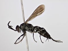 Aporinellus completus by (c) Chris Ratzlaff, some rights reserved (CC BY), uploaded by Chris Ratzlaff. Used under a CC-BY license.
