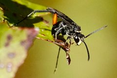 Ceropales bipunctata by (c) Louise Woodrich, some rights reserved (CC BY), uploaded by Louise Woodrich. Used under a CC-BY license.
