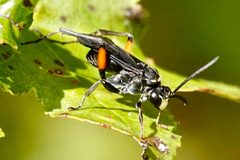 Ceropales bipunctata by (c) Louise Woodrich, some rights reserved (CC BY), uploaded by Louise Woodrich. Used under a CC-BY license.