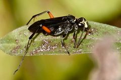 Ceropales bipunctata by (c) Louise Woodrich, some rights reserved (CC BY), uploaded by Louise Woodrich. Used under a CC-BY license.