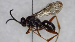 Ceropales longipes by (c) bdagley, some rights reserved (CC BY), uploaded by bdagley. Used under a CC-BY license.