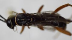 Ceropales longipes by (c) bdagley, some rights reserved (CC BY), uploaded by bdagley. Used under a CC-BY license.